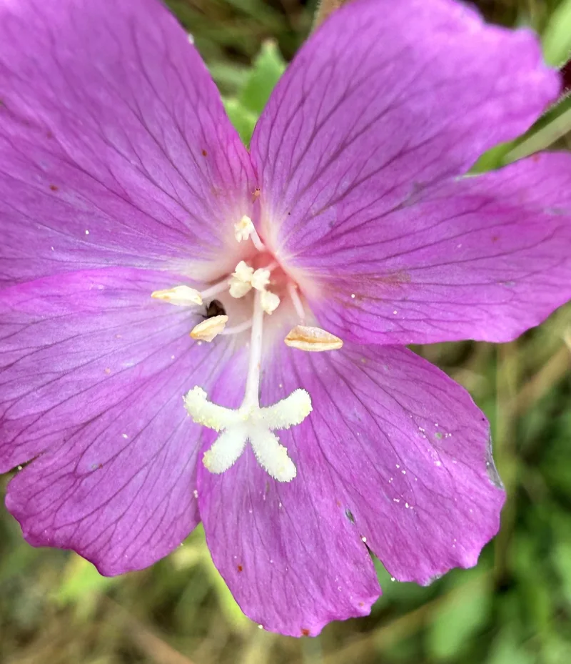 Great Willowherb