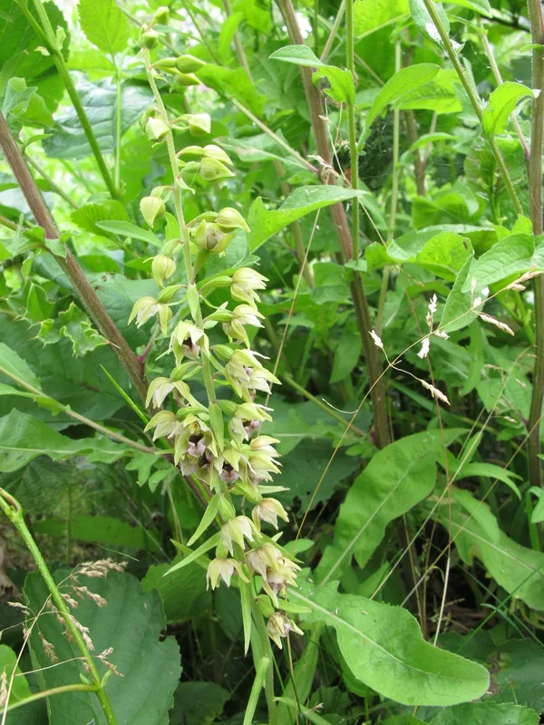 Broad-leaved Helleborine Epipactis helleborine