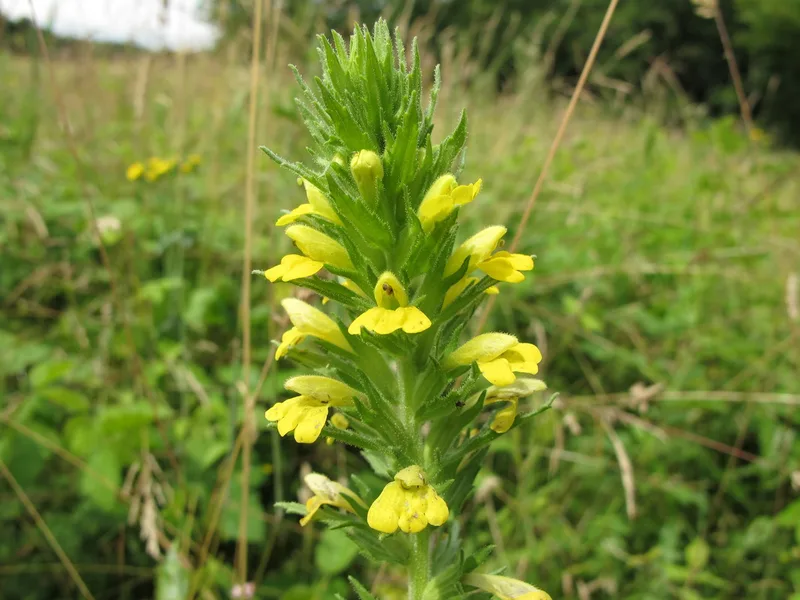 Yellow Bartsia Parentucellia viscosa